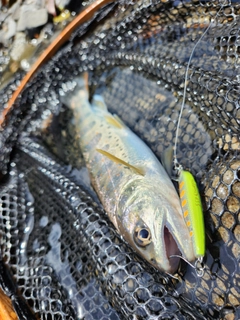 アマゴの釣果