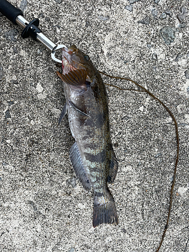 アブラコの釣果