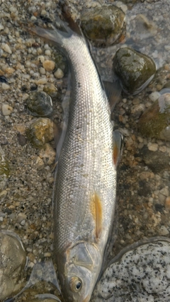 ウグイの釣果