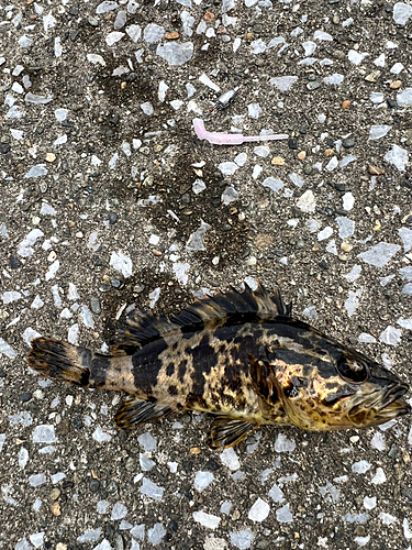 タケノコメバルの釣果