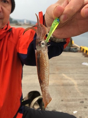 イカの釣果