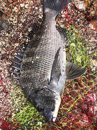 チヌの釣果