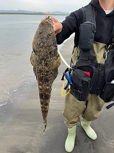 マゴチの釣果