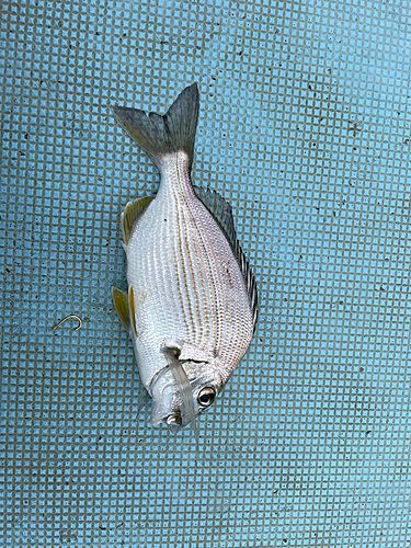 ヘダイの釣果