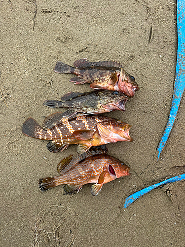 釣果