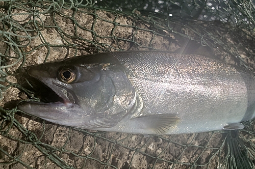 ヤマメの釣果