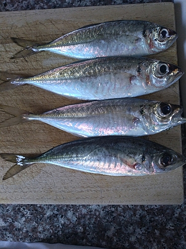 アジの釣果