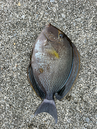 トカジャーの釣果