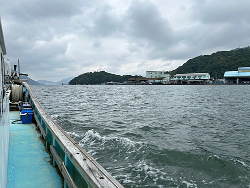 イサキの釣果