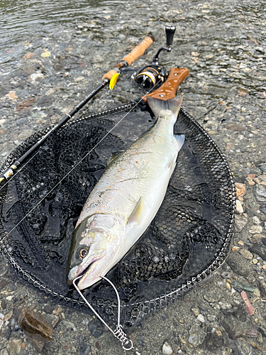 サツキマスの釣果