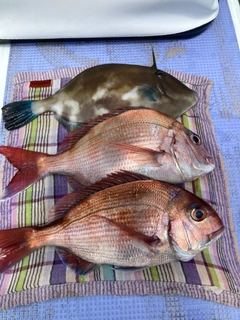 マダイの釣果