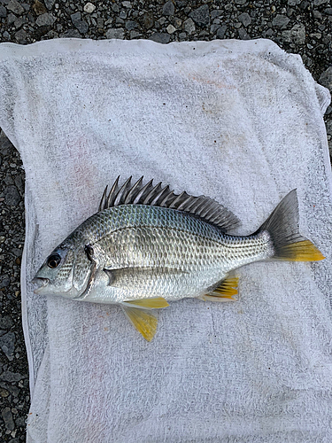 キビレの釣果