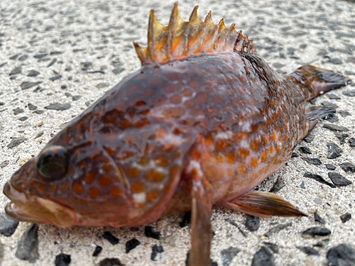 キジハタの釣果