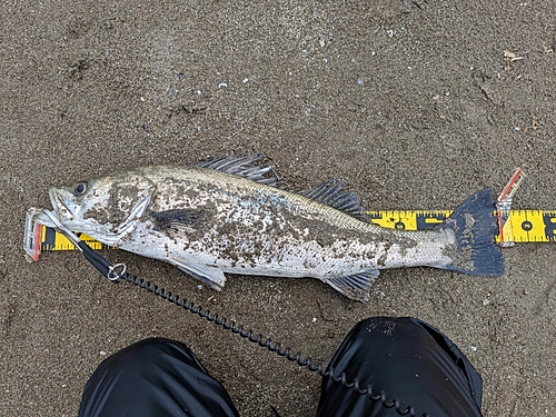 スズキの釣果