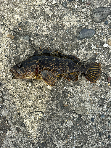 タケノコメバルの釣果