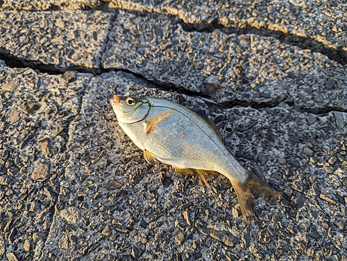 ウミタナゴの釣果