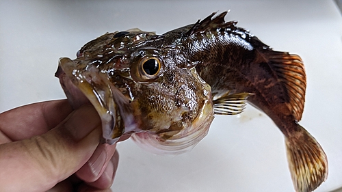 カサゴの釣果