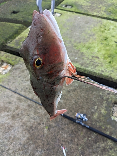 ホウボウの釣果