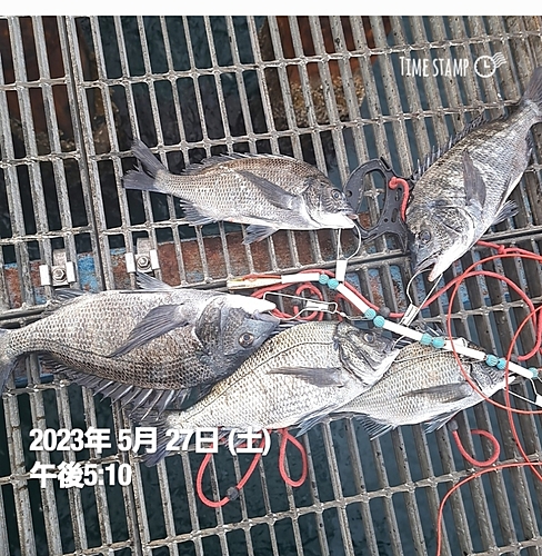 チヌの釣果