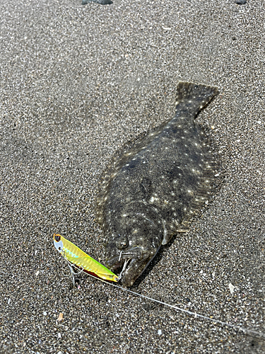 ヒラメの釣果