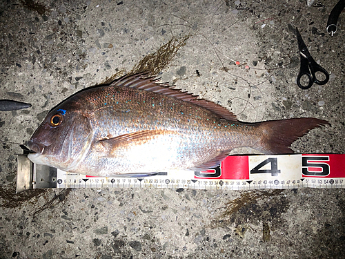 マダイの釣果