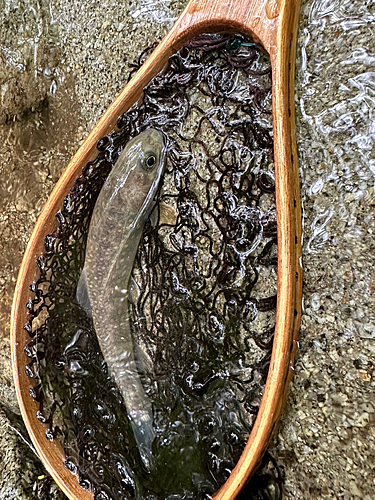 イワナの釣果