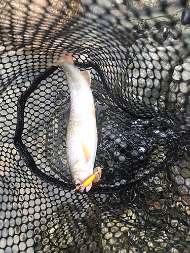 イワナの釣果