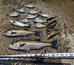 ハネ（マルスズキ）の釣果