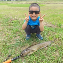 マナマズの釣果