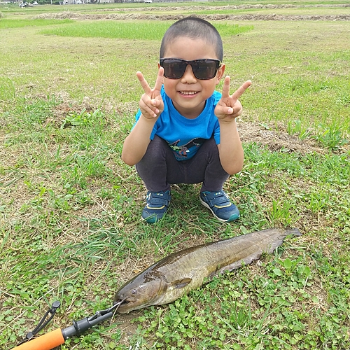 マナマズの釣果