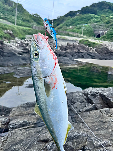 イナダの釣果