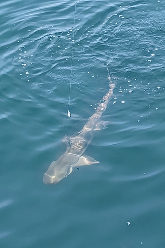 サメの釣果