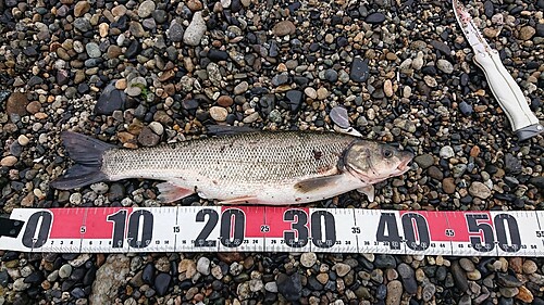 マルタウグイの釣果