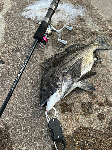 チヌの釣果