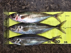 アジの釣果