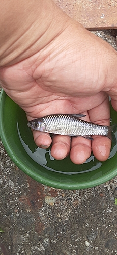 モロコの釣果