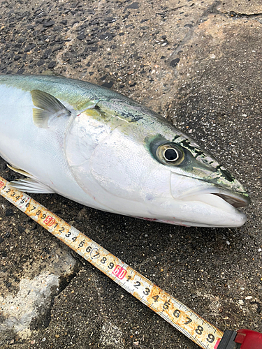 ハマチの釣果