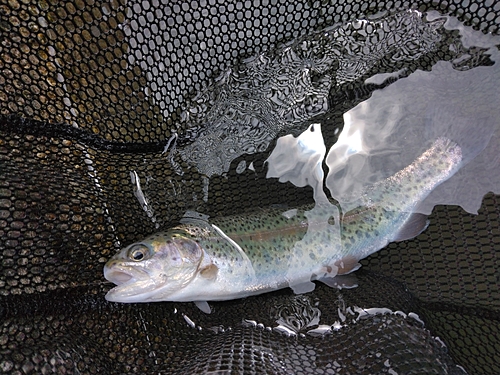 ニジマスの釣果