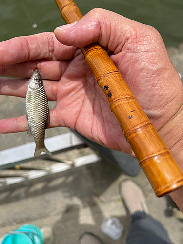 モツゴの釣果