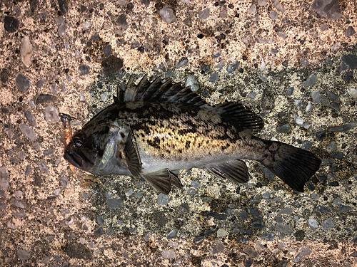 クロソイの釣果