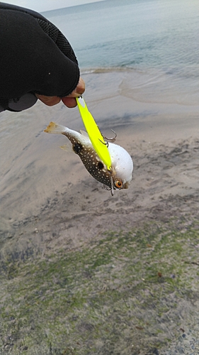 クサフグの釣果