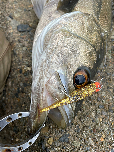 スズキの釣果