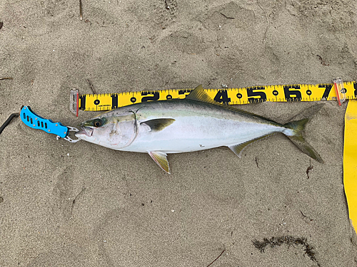 ハマチの釣果