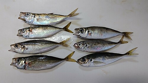 アジの釣果