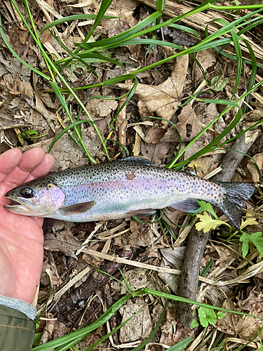 ニジマスの釣果