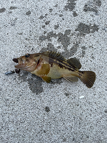 シマソイの釣果