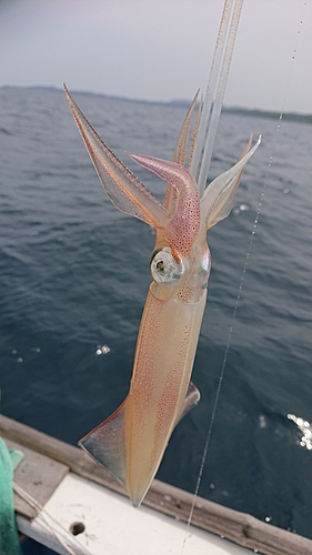 ケンサキイカの釣果