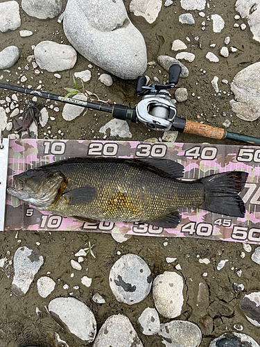 スモールマウスバスの釣果