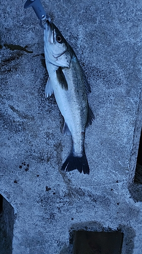 スズキの釣果