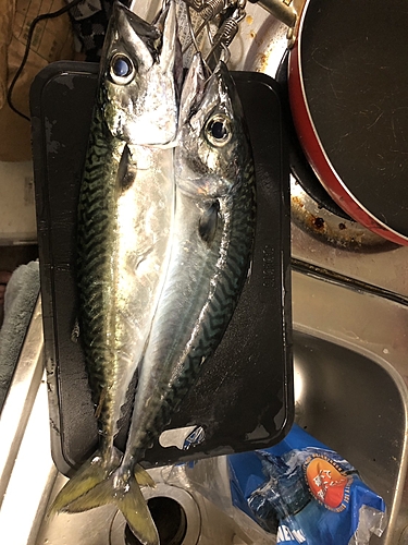 サバの釣果